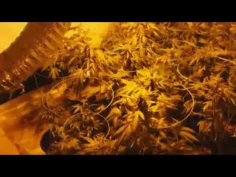 DIY CDL Presents~The start of week 4 using GHS Feeding Powder