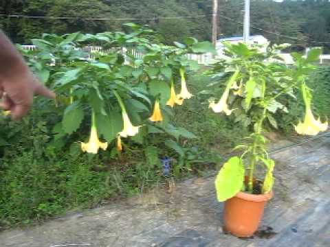 アメリカのトランペットの花 植物