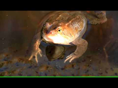 Frösche + Lurche Makro in höchster Qualität 4K 02 2016