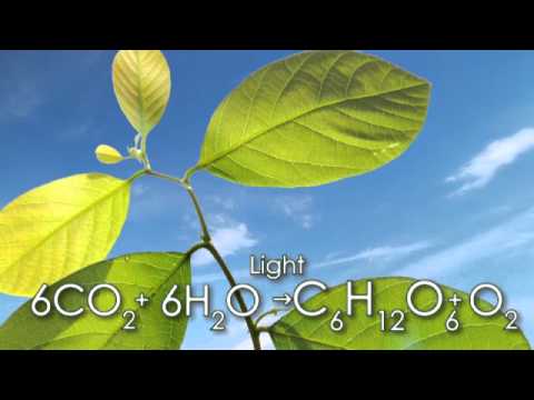 What is CO2?