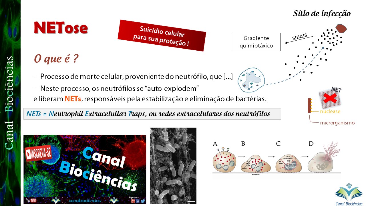 Nem apoptose, nem necrose: NETose