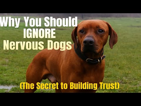 Warum Sie nervöse Hunde ignorieren sollten