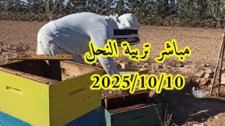 مباشر تربية النحل مع مربي النحل مفيد  2025/10/10