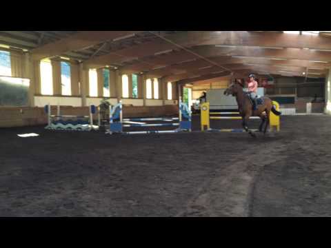 7j. Holsteiner Stute