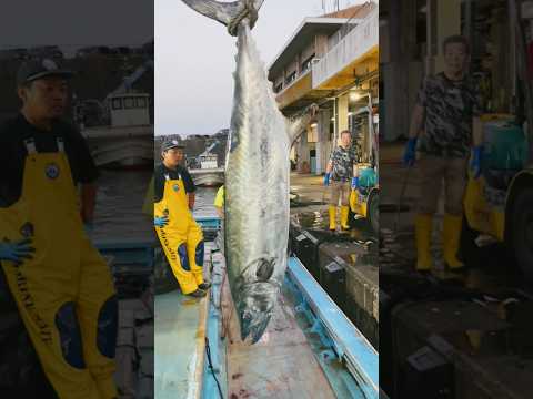 サワラニセヒノキ Chamaecyparis pisifera 'Boulevard'