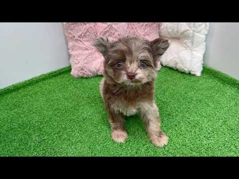 YouTube動画のサムネイル