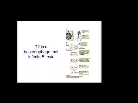 Chapter 10 DNA- The Chemical Nature of Genes