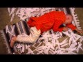 Mac Miller - Avian (Official video) 2014 [HD]