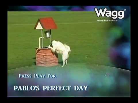 Wagg Pet Foods - Pablo from the English Mongrels