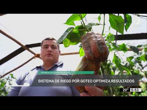 #NuestroAgro: morrón en semihidroponia, innovación en Campo Ramón