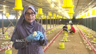 Download lagu Ikon Agro (Season 1) Ep. 22 - Bismi Cergas & Thiha Dhuha Enterprise mp3