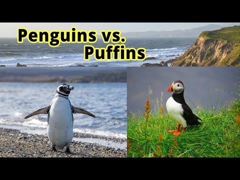 Penguins vs. Puffins: How to Distinguish Them???