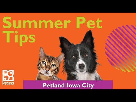 Tips To Keep Your Pet Cool & Comfortable In The Summer