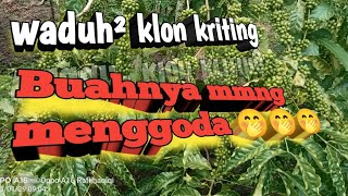 Download lagu waduh² klon mp3 Download lagu waduh² klon mp3