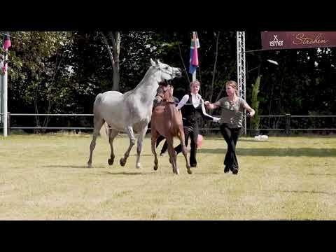 Jinny MA - Gold Champion overall Foal International B-Show Stroehen 2021