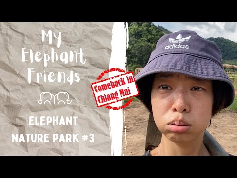 My Elephant Friends [[COMEBACK em Chiang Mai]] - ELEPHANT NATURE PARK EPISÓDIO #3