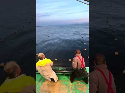 No. 8 Patrón de pesca con red fija de salmón de otoño Tohomaru ② (pertenece a la Asociación de Pesca de Omu)