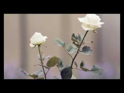 Trailer Disk 2 Bali Kumara 5