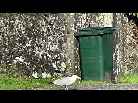 Crinnan kilberry and tarbert