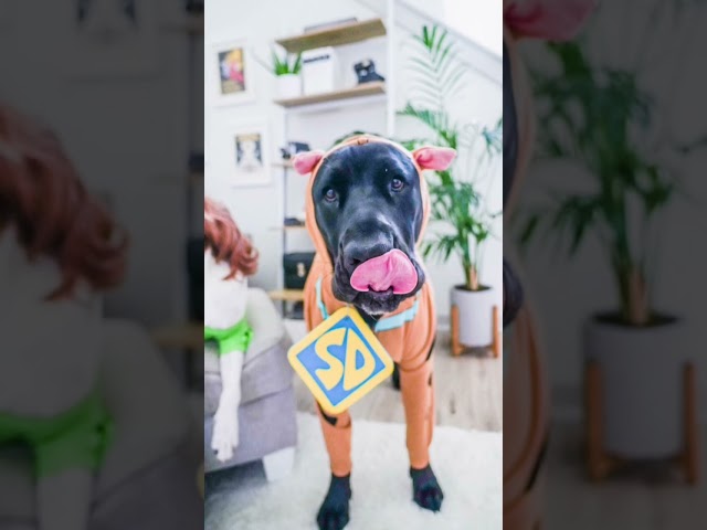 Vídeo relacionado con Etiqueta para Perros Scooby - Placa de Identificacion De Plástico para Disfraz de Scrappy Doo para Perros Y Gatos, Llavero Perfecto Para Halloween y Cosplay (Medium)