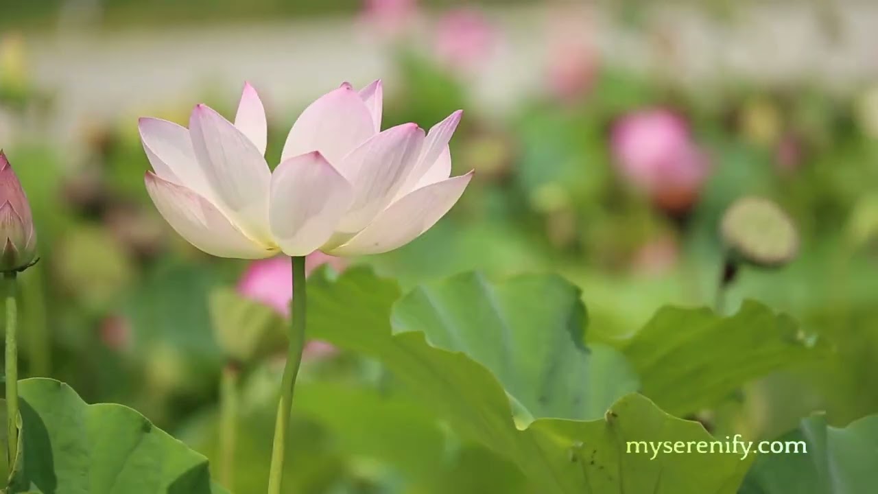 Exploring the Insight Meditation Society: Location and Offerings, where is insight meditation society