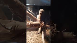 昭和の人気者！エリマキトカゲ　#ドラゴン動物園　#shorts