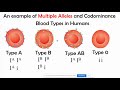 Incomplete vs Codominance, Mupltiple Alleles, & Polygenic Inheritance