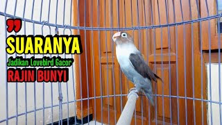 Download lagu Lovebird Gacor Ngekek Panjang COCOK Buat Pancingan, Jadikan Lovebird Fighter RAJIN BUNYI mp3