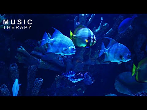 🌊 מוזיקה להפחתת סטרס ולניקוי מחשבות ♫ צלילי אקווריום מרגיעים ודגים 🐟 מוזיקה לשינה עמוקה