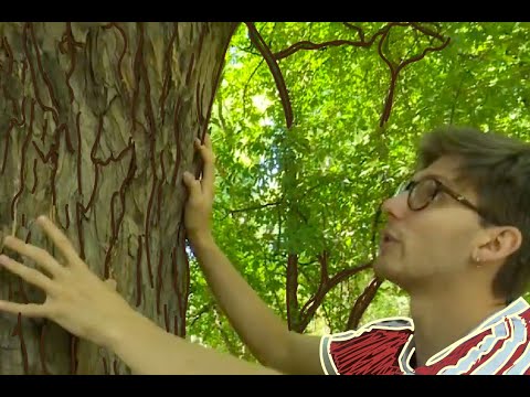 🌳What is tree bark used for?🌳