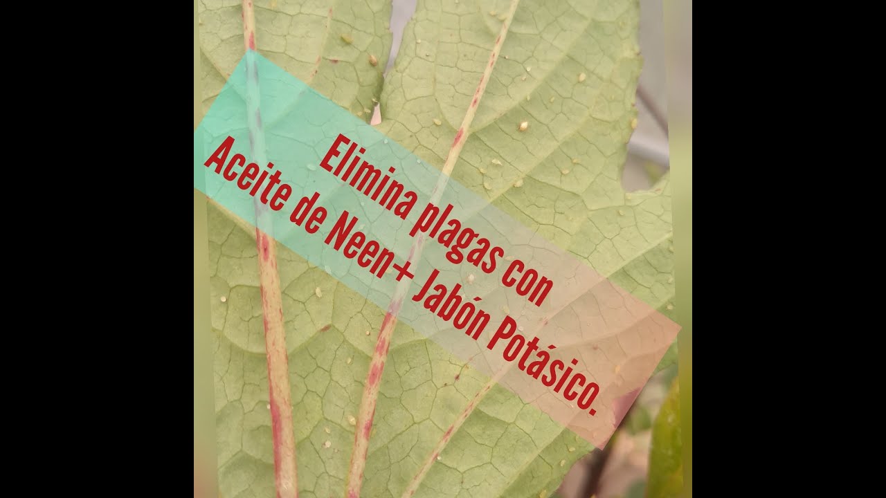 ¿Será cierto, Jabón Potásico y Aceite de Neem para quitar plagas del huerto Este tipo esta loco.