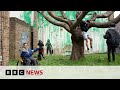 Banksy Artist Confirms New London Tree Mural Is His Own Work BBC News