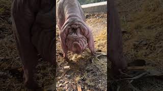 Cerdo Taihu: el tesoro inesperado