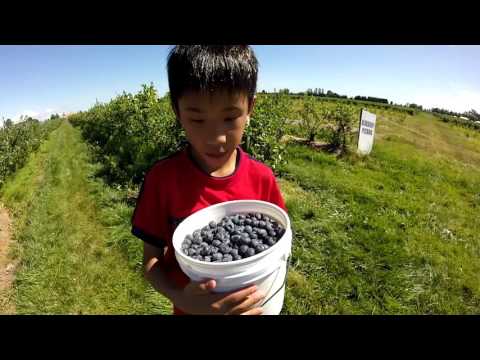 Emma Lea Farms - Blue Berry Picking