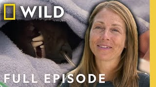 Taming The Wild Wolverine (Full Episode) | Dr. Oakley Yukon Vet | Nat Geo Animals