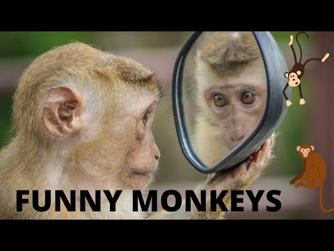 | VISIT WITH HADIBfunny monkey,funny monkey...