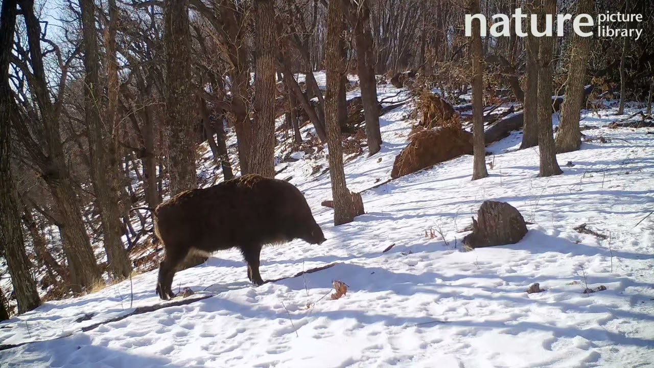 Ussuri wild boar urinating on patch of snow in forest and using hooves to kick up scent, Russia