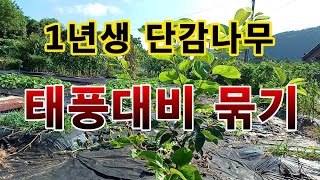 [텃밭농부. 1,183]  1년생 감나무 태풍에 견디도록 묶는 방법 #감나무재배