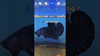 Download lagu Stecu, Jual Mahal Dikit Ikan Cupang Giant #shorts #bettafish mp3