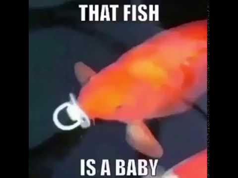 that fish is a baby