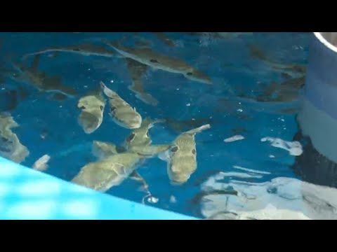 【ココカラ】Research60「持続可能な水産技術を能登から世界に発信」/理工研究域生命理工学系 松原創教授/金沢大学研究紹介動画