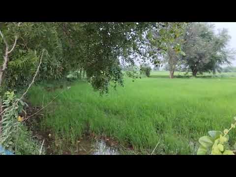  Agricultural Land 2 Acre for Sale in Palliagraharam, Thanjavur