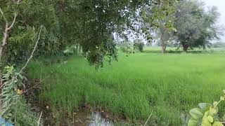  Agricultural Land for Sale in Palliagraharam, Thanjavur