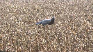 Fieldsports Britain – Pigeons, helice, pheasants and fallow – episode 39