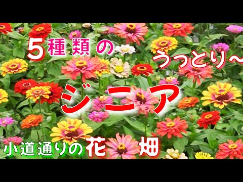 園芸 エレガントなジニア