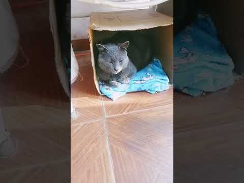 Mis manadas 😍 canela , pequeña Milo, negrito.🐕🐕🐈🐈#cordillera #emboscada