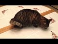 Ringtail Americano - Exclusive American Ringtail Cat - Malibu 
