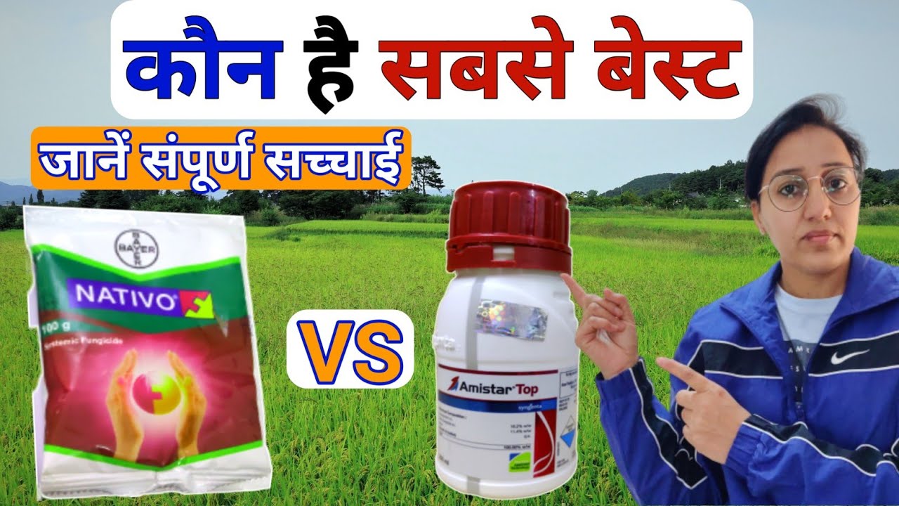 Amistar Top Vs Nativo | amistar top syngenta | Azoxystrobin + Difenoconazole | bayer nativo price