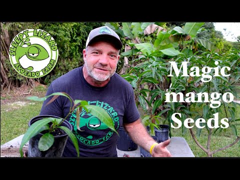 What to Do When Your Mango Seed Makes Multiple Sprouts Polyembryonic Mangos