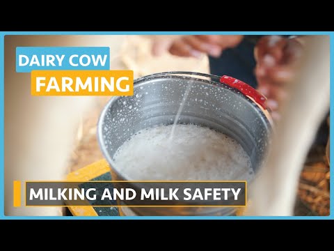 Dairy Cow Farming Lesson 1 Introduction to Dairy Farming Course